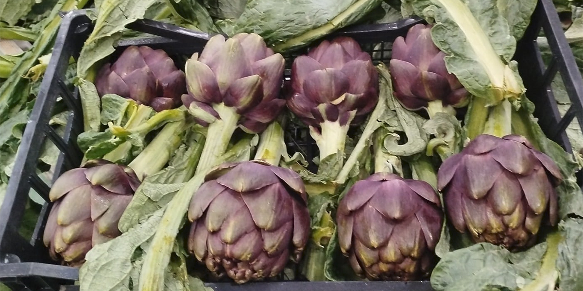 Euforia natalizia per i carciofi: capolini anche a 2 euro ma i volumi languono